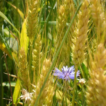 Quattro Gatti Bed & Breakfast 3*